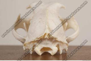 photo reference of skull 0075